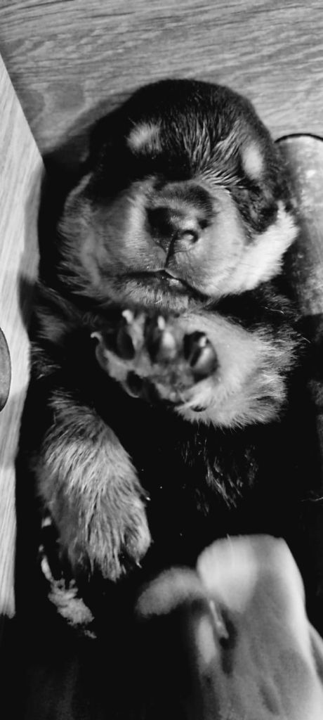 I Believe Aken Flam - Chiot disponible  - Rottweiler