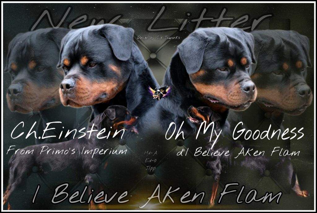 I Believe Aken Flam - Rottweiler - Portée née le 15/04/2021