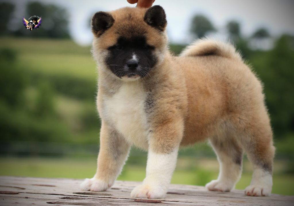 chiot Akita americain I Believe Aken Flam