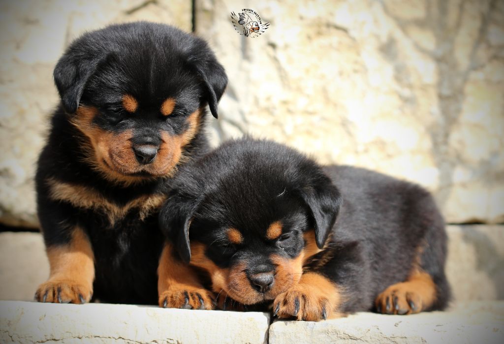 chiot Rottweiler I Believe Aken Flam