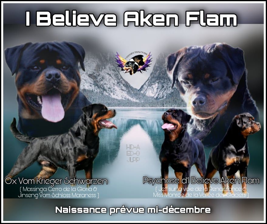 I Believe Aken Flam - Rottweiler - Portée née le 16/12/2021