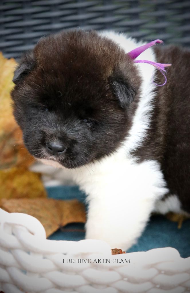 I Believe Aken Flam - Chiot disponible  - Akita americain