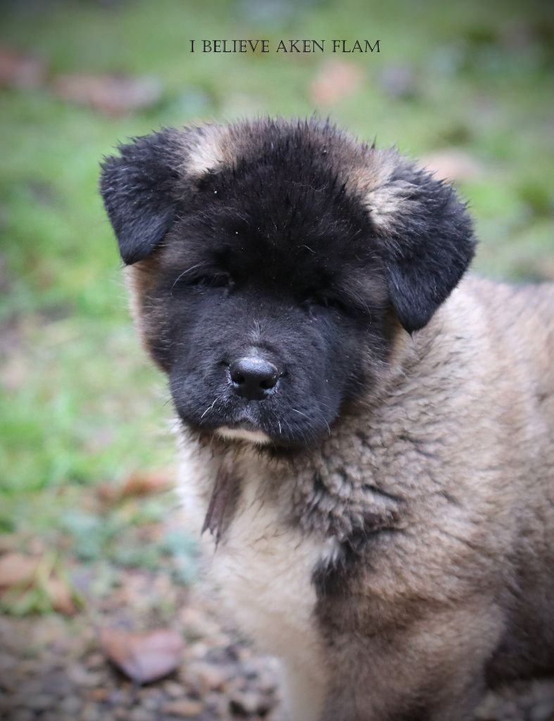 I Believe Aken Flam - Chiot disponible  - Akita americain