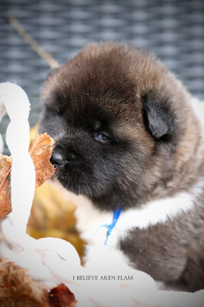 I Believe Aken Flam - Chiot disponible  - Akita americain