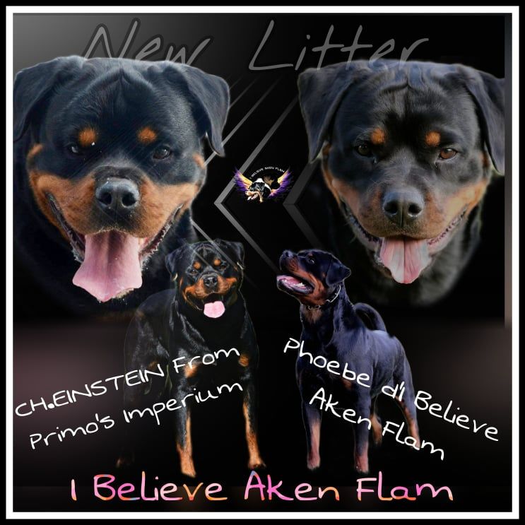 I Believe Aken Flam - Rottweiler - Portée née le 12/10/2021