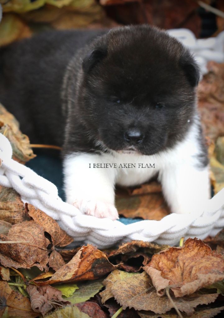 I Believe Aken Flam - Chiot disponible  - Akita americain