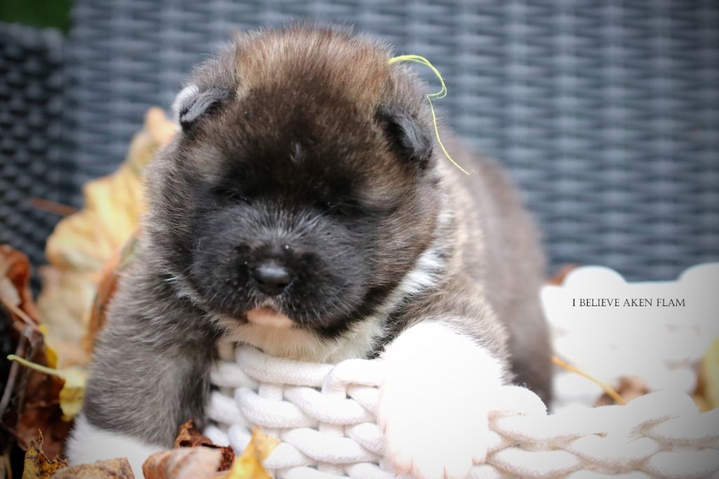 I Believe Aken Flam - Chiot disponible  - Akita americain