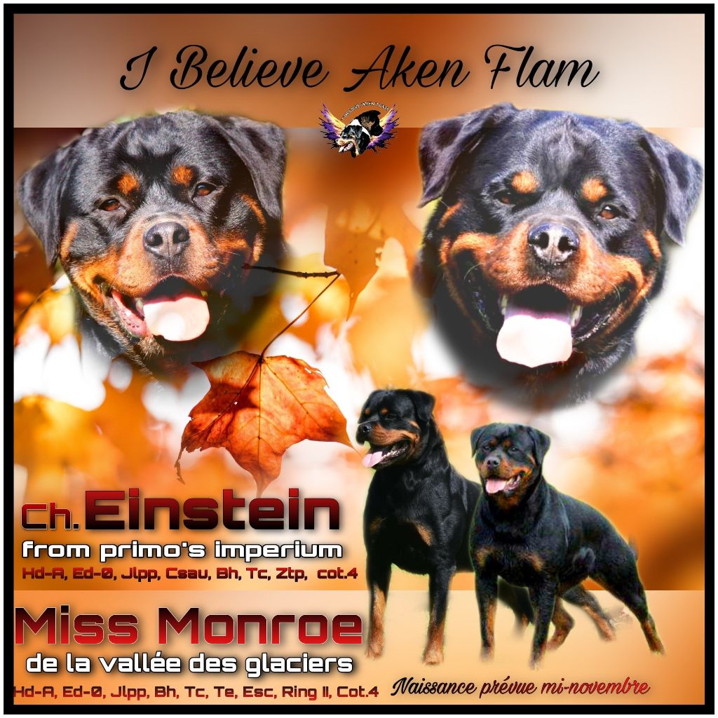 I Believe Aken Flam - Rottweiler - Portée née le 18/11/2020