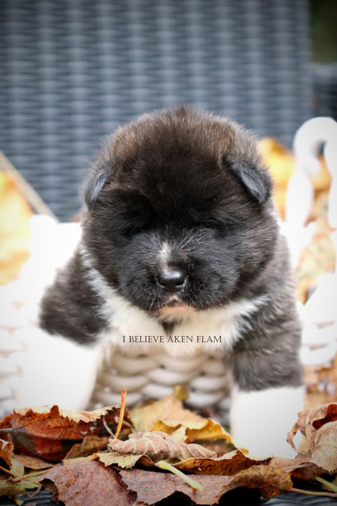 I Believe Aken Flam - Chiot disponible  - Akita americain