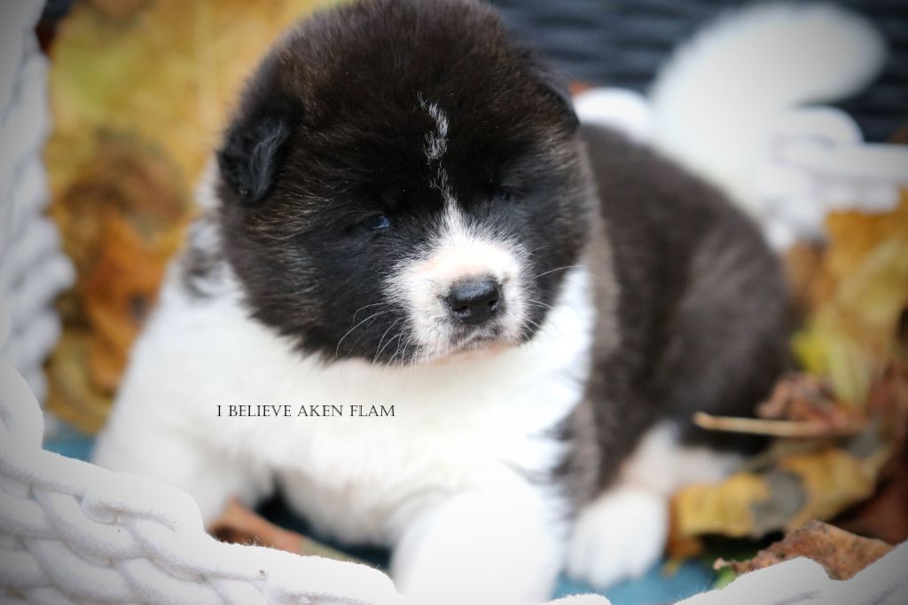 I Believe Aken Flam - Chiot disponible  - Akita americain