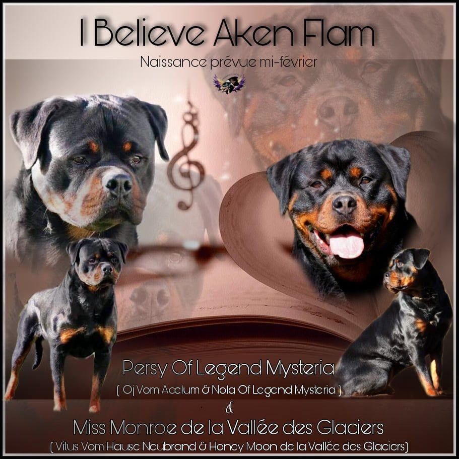 I Believe Aken Flam - Rottweiler - Portée née le 15/02/2022