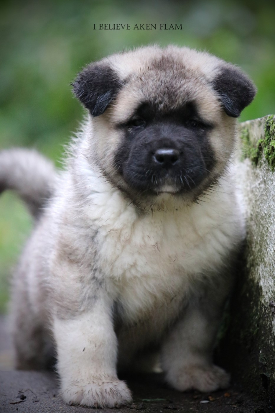 I Believe Aken Flam - Chiots disponibles - Akita americain