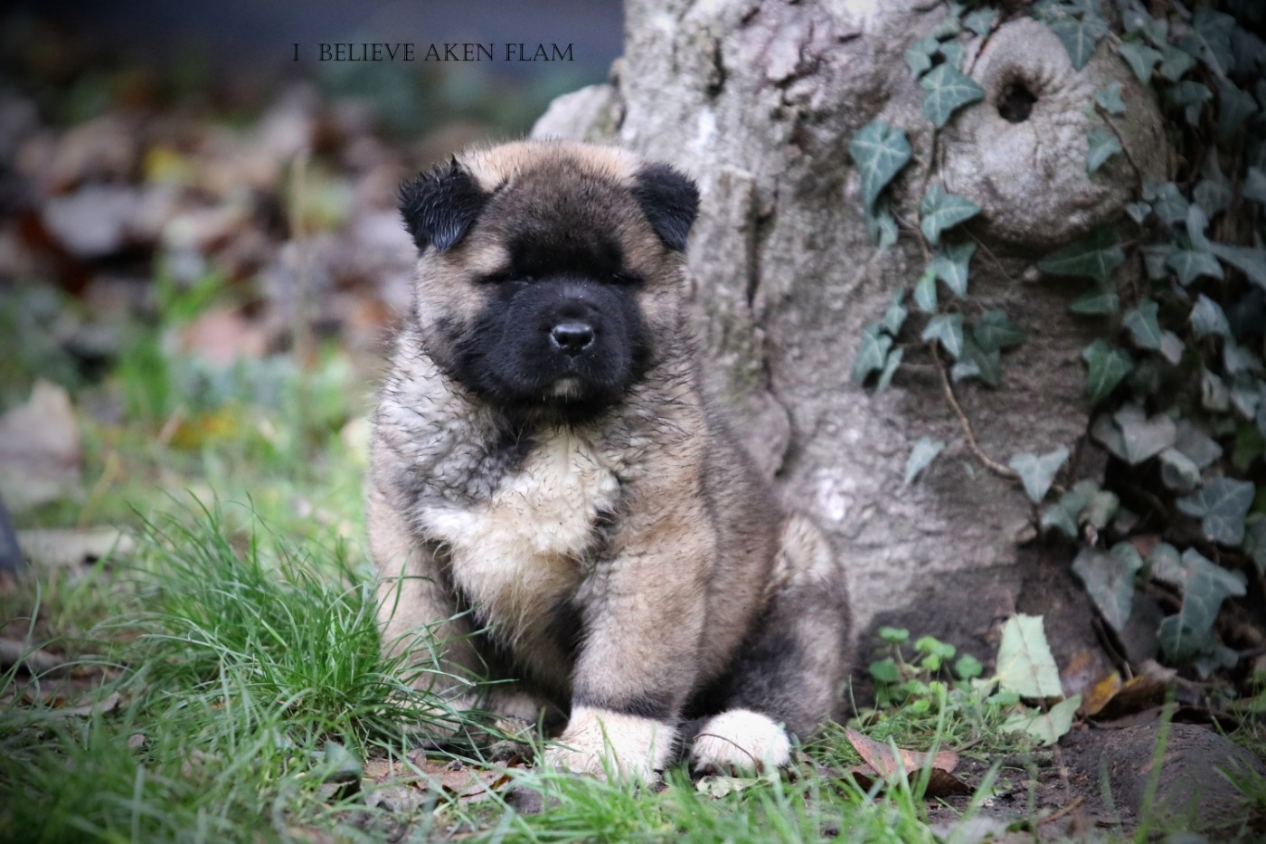 I Believe Aken Flam - Chiots disponibles - Akita americain