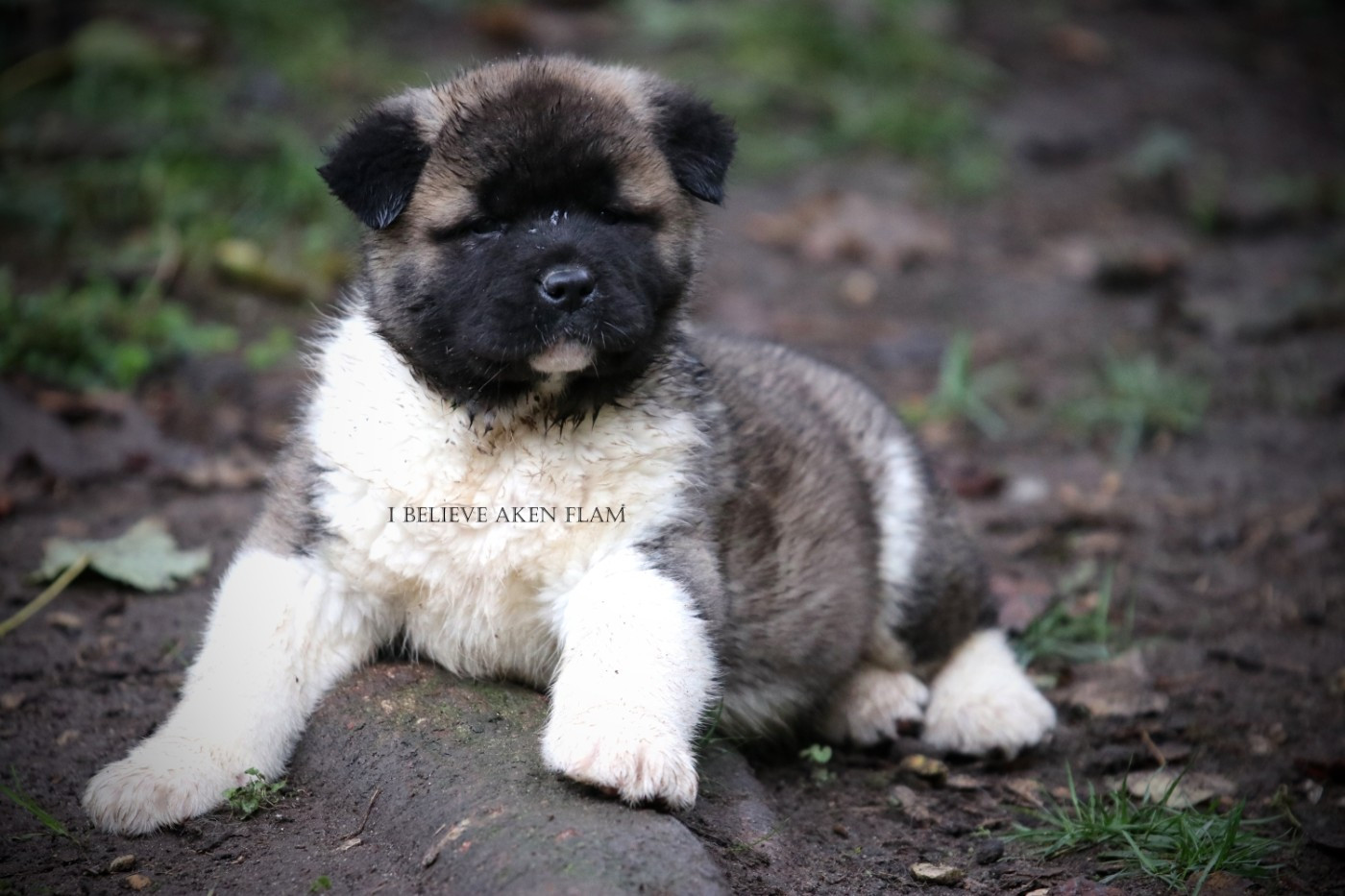 I Believe Aken Flam - Chiots disponibles - Akita americain