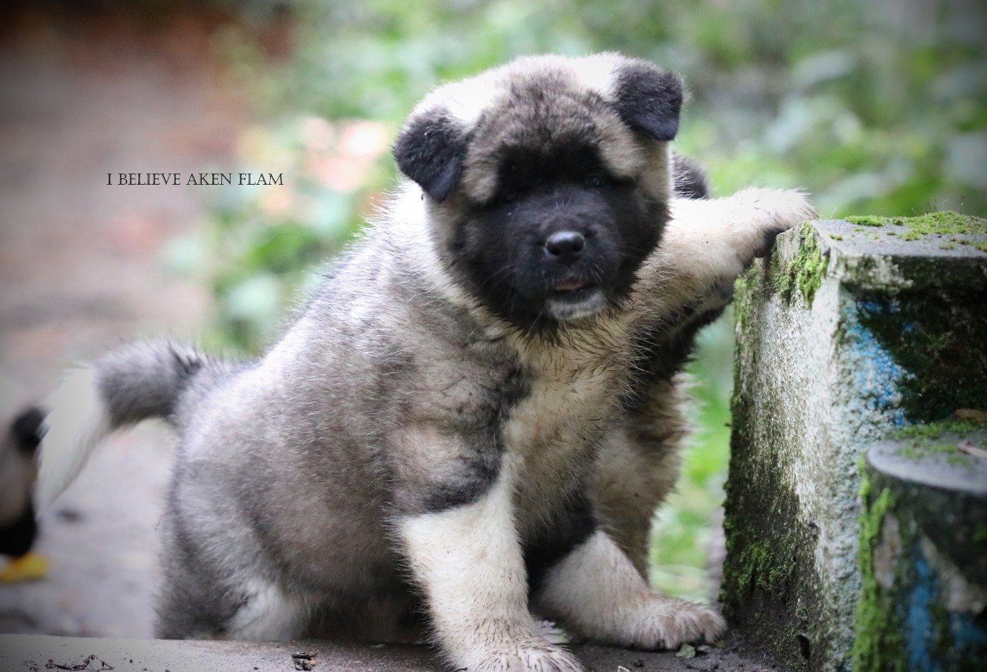 I Believe Aken Flam - Chiots disponibles - Akita americain
