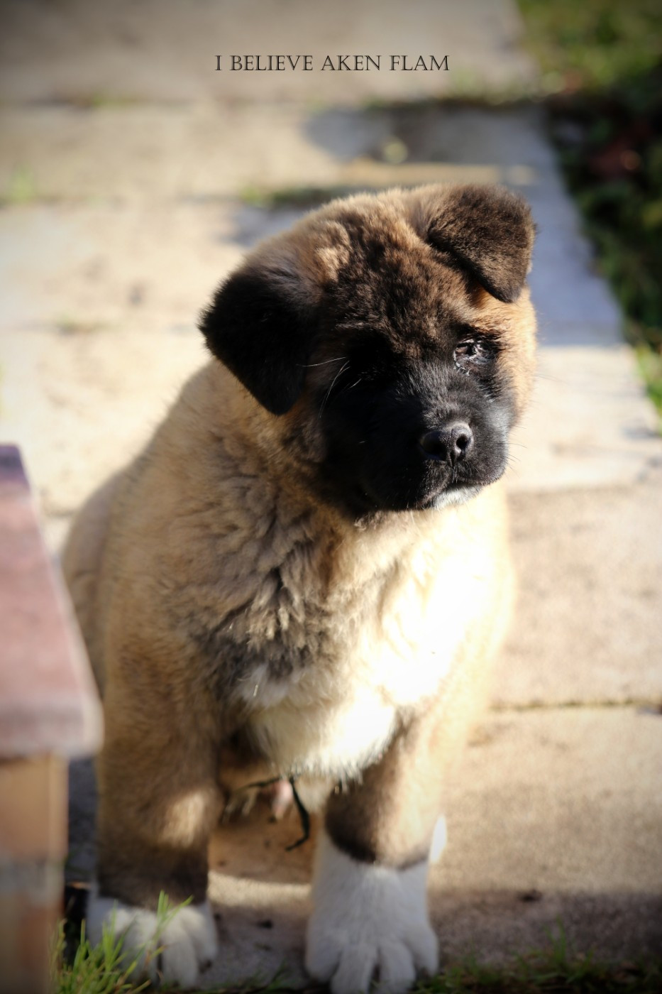 I Believe Aken Flam - Chiots disponibles - Akita americain