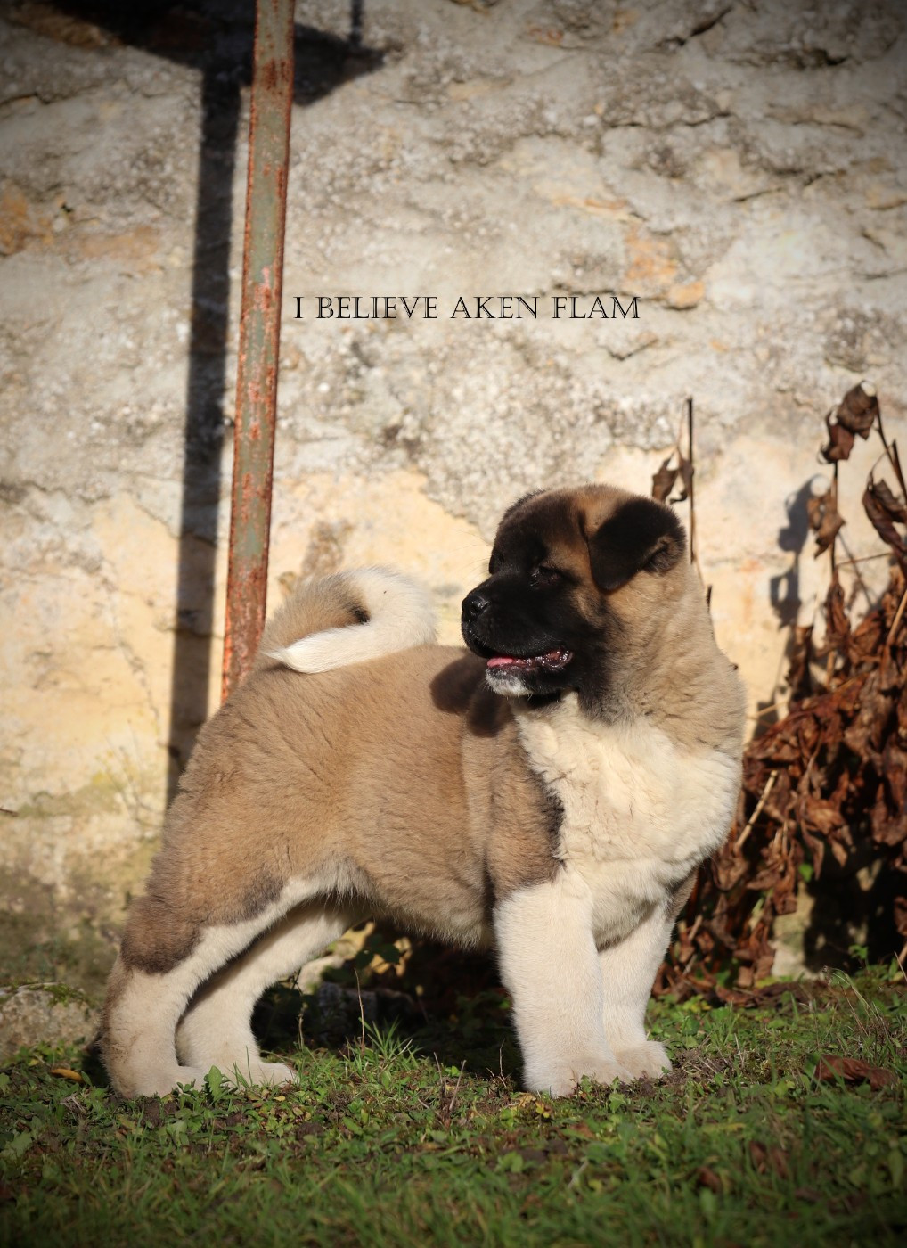 I Believe Aken Flam - Chiots disponibles - Akita americain