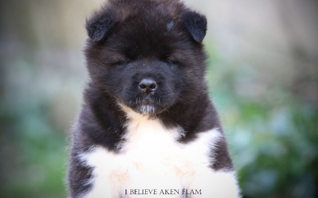 I Believe Aken Flam - Chiots disponibles - Akita americain