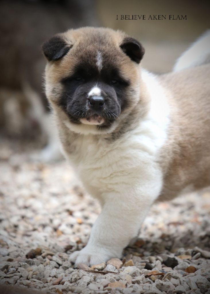 I Believe Aken Flam - Akita americain - Portée née le 09/09/2025
