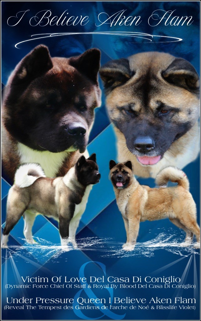 Chiot Akita americain I Believe Aken Flam