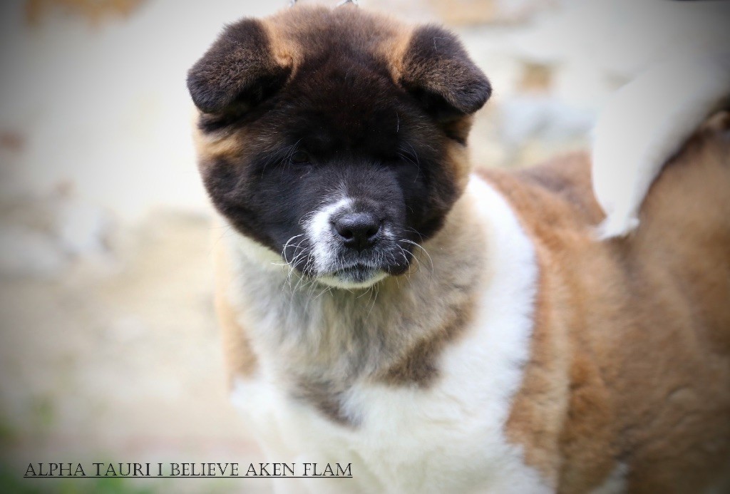 AlphaTauri I Believe Aken Flam 