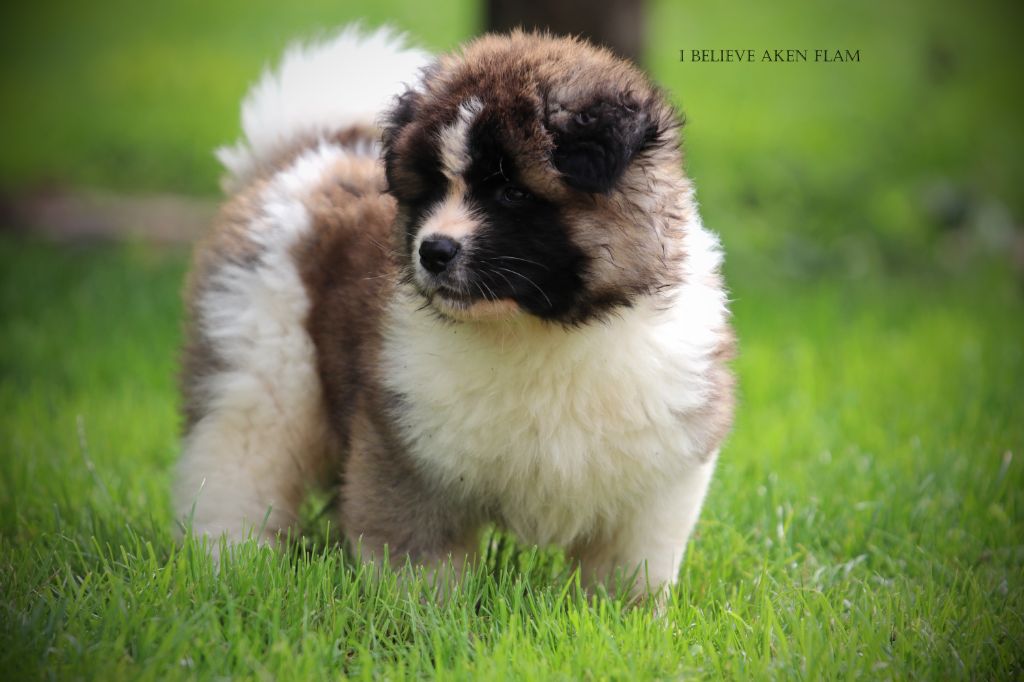 I Believe Aken Flam - Chiots disponibles - Akita americain