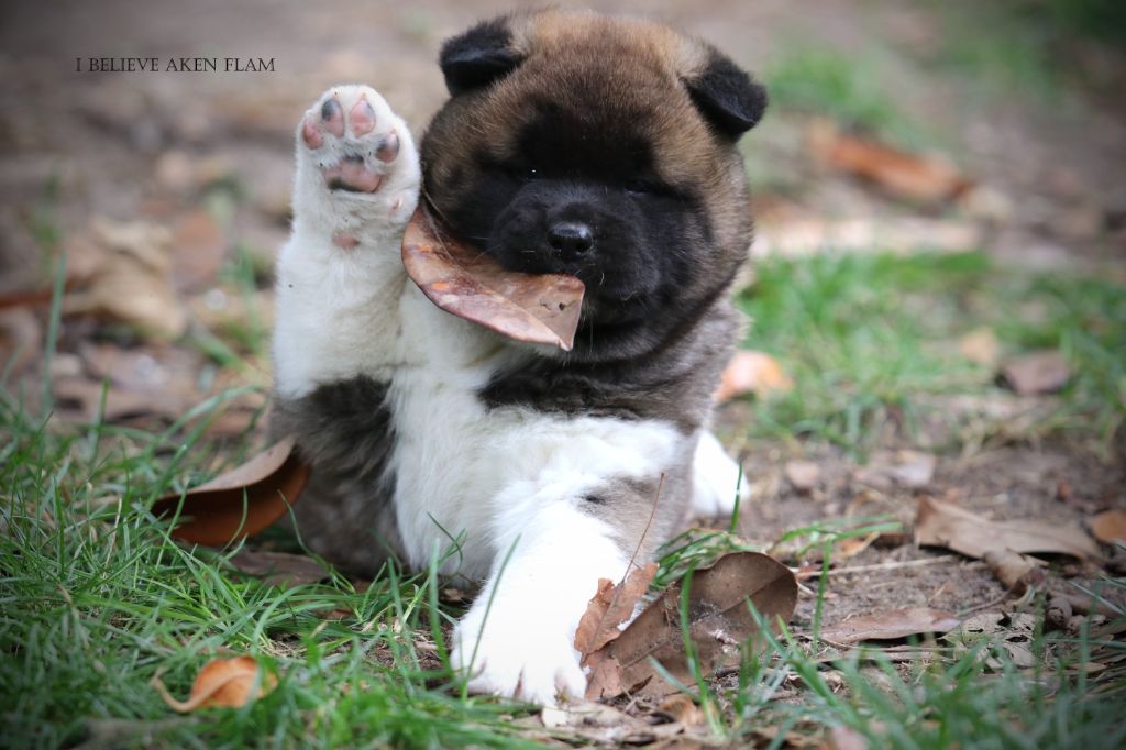 I Believe Aken Flam - Akita americain - Portée née le 09/09/2025