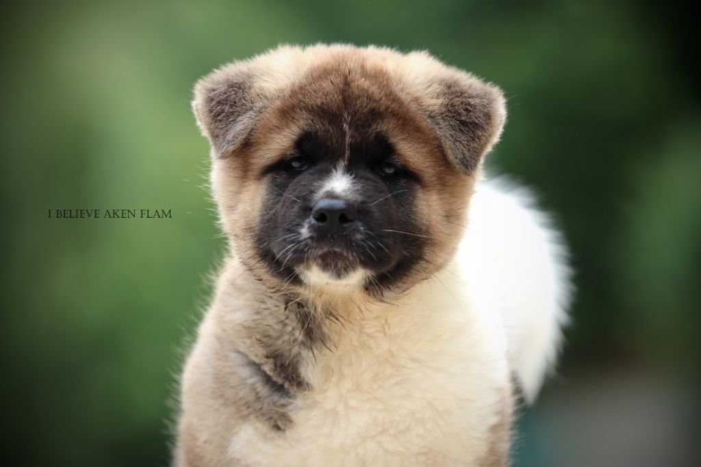 I Believe Aken Flam - Chiots disponibles - Akita americain