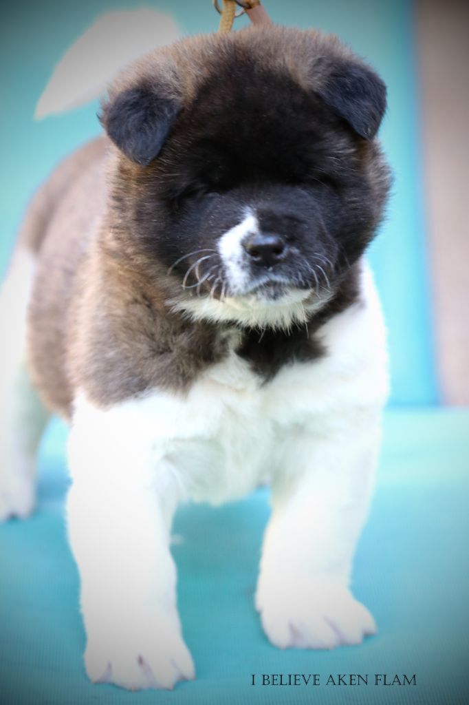 I Believe Aken Flam - Chiots disponibles - Akita americain