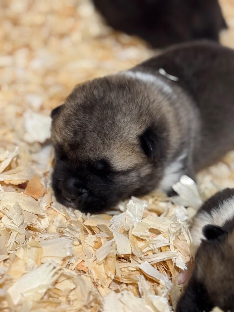 I Believe Aken Flam - Chiots disponibles - Akita americain