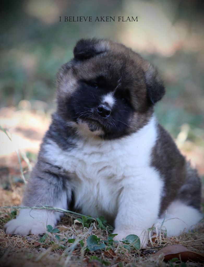 I Believe Aken Flam - Chiots disponibles - Akita americain