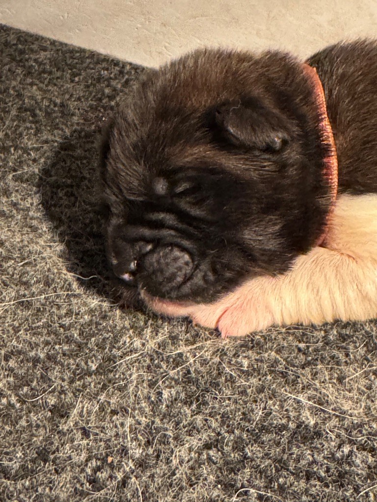 I Believe Aken Flam - Chiots disponibles - Akita americain