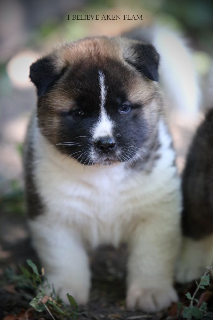 I Believe Aken Flam - Chiots disponibles - Akita americain