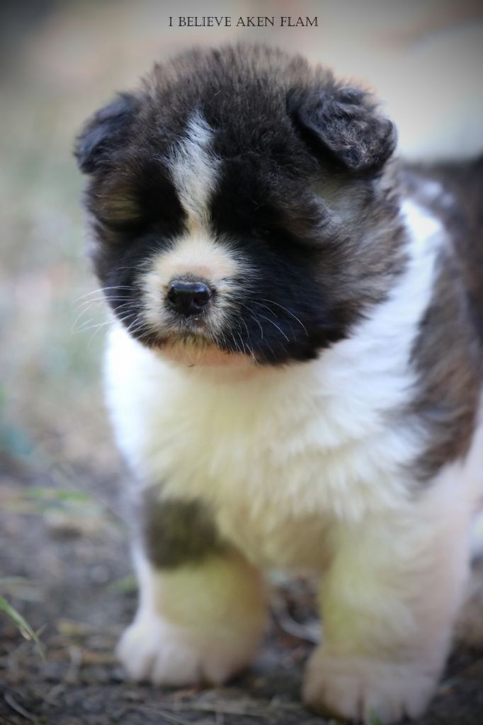 I Believe Aken Flam - Chiots disponibles - Akita americain
